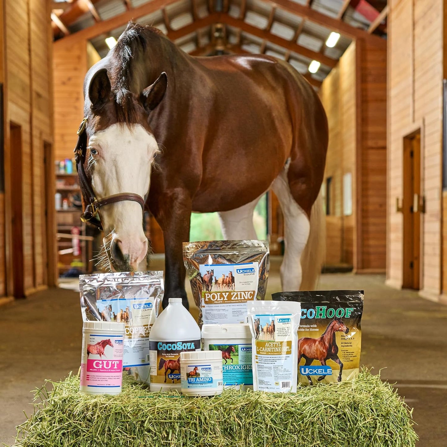 1 lb Uckele Poly Zinc Powder for Equine Health and Wellness