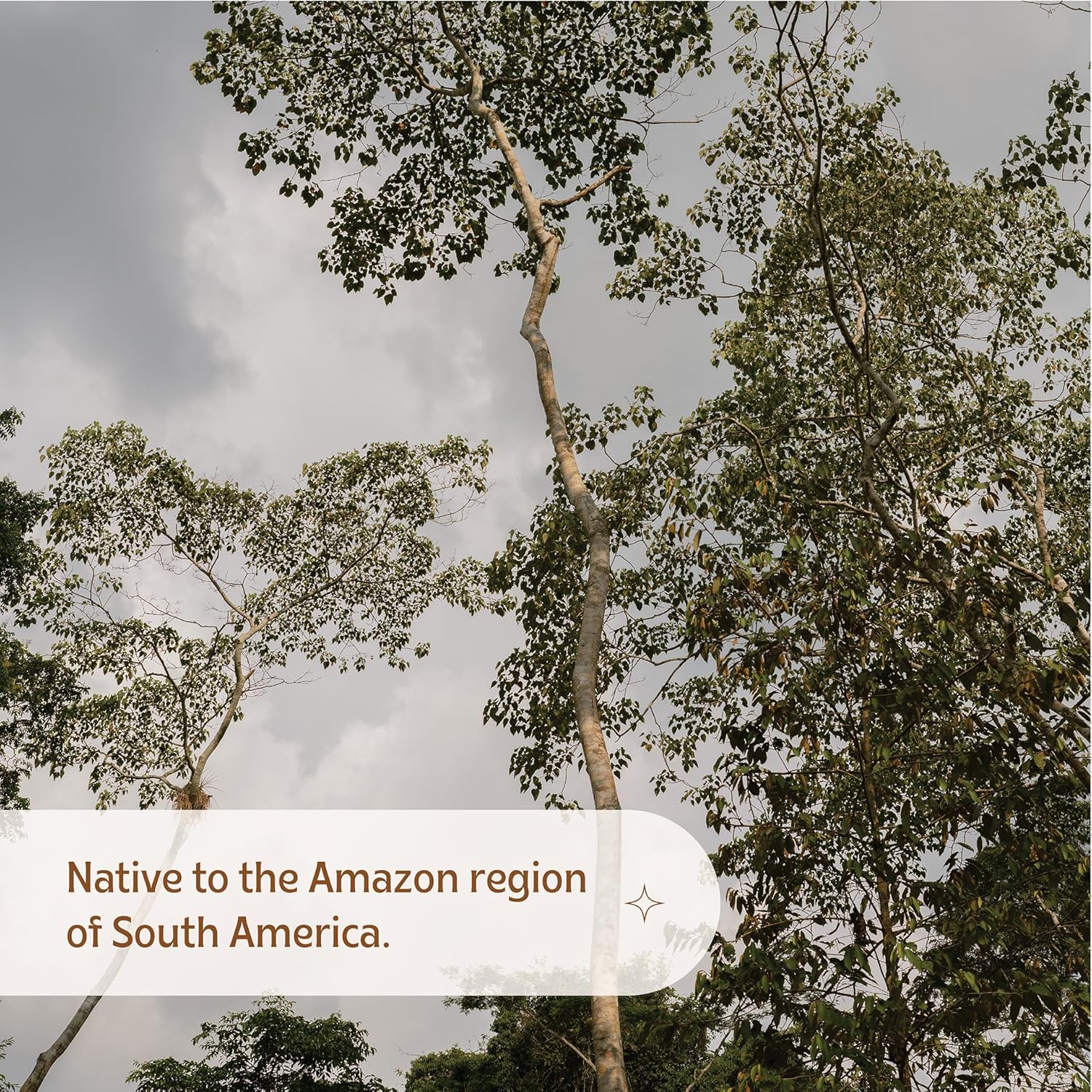 1 Oz Luna Sundara Dragon's Blood Sangre de Grado - Pure, Raw, Ethically Sourced, No Alcohol, Wild Crafted - 100% Natural