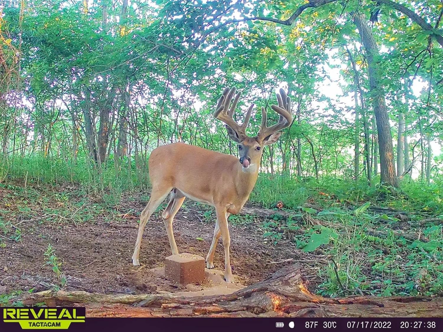 10 lb Bag of Domain Outdoor Recharge Deer Mineral with Vitamins and Minerals for Growth and Health, Berry Infused Flavor