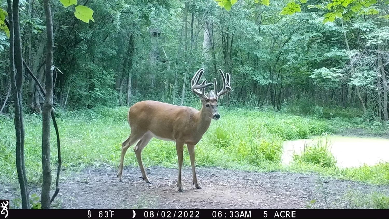 10 lb Bag of Domain Outdoor Recharge Deer Mineral with Vitamins and Minerals for Growth and Health, Berry Infused Flavor