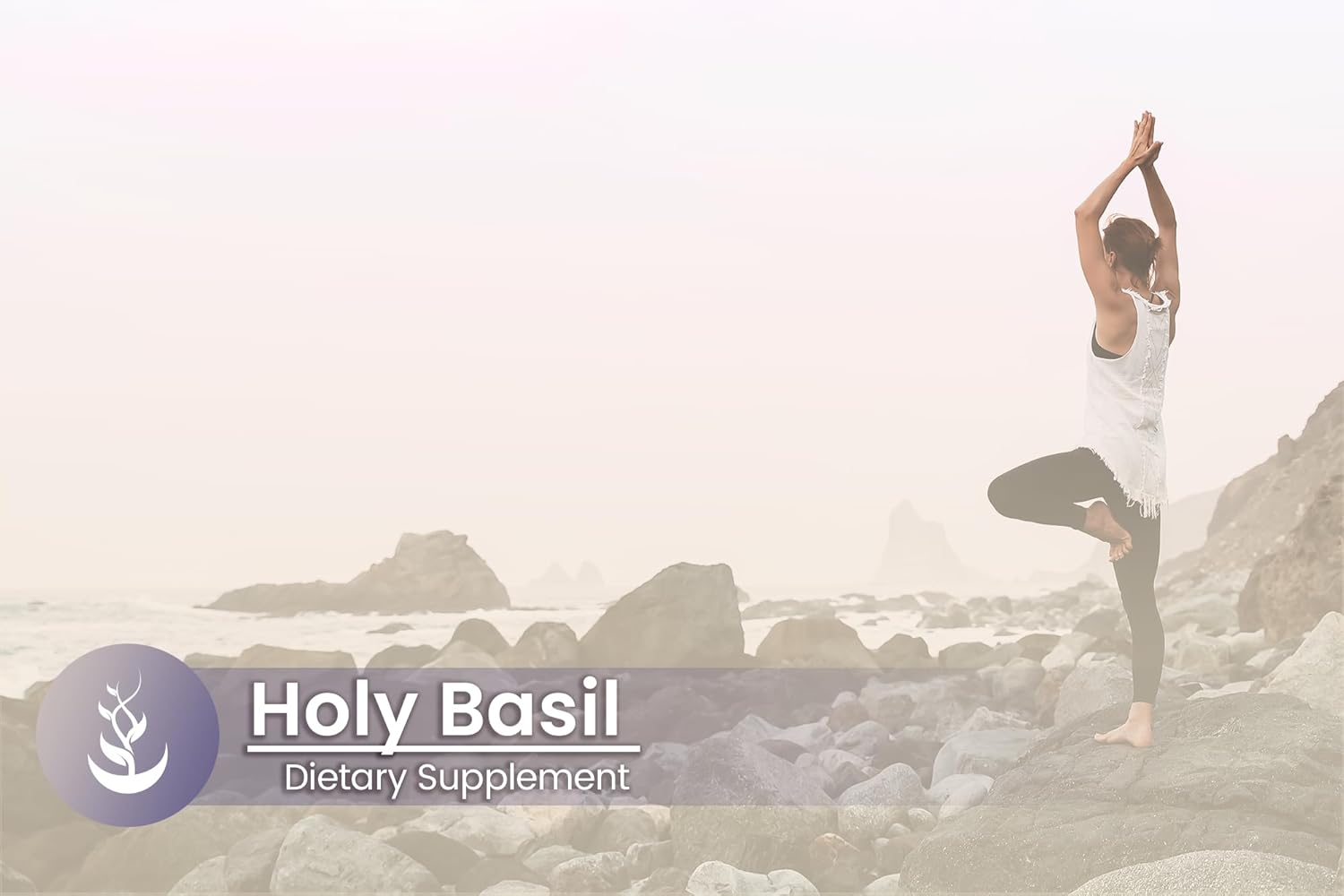 100 Capsules of Lab Verified Holy Basil with Pure Original Ingredients - No Additives or Fillers - BoostGo Australia
