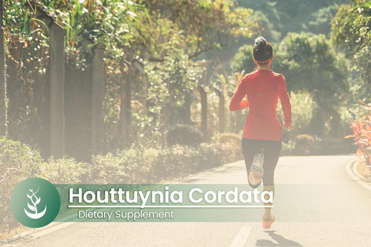100 Capsules of Pure Houttuynia Cordata with Original Ingredients - Lab Verified, No Additives