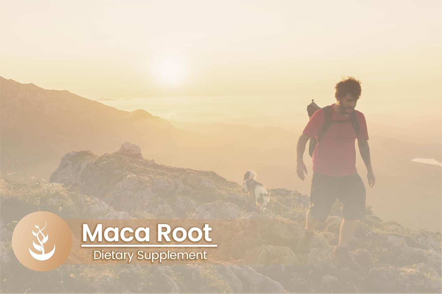 100 Capsules of Pure Maca Root - Original Ingredients, Lab Verified, No Additives or Fillers