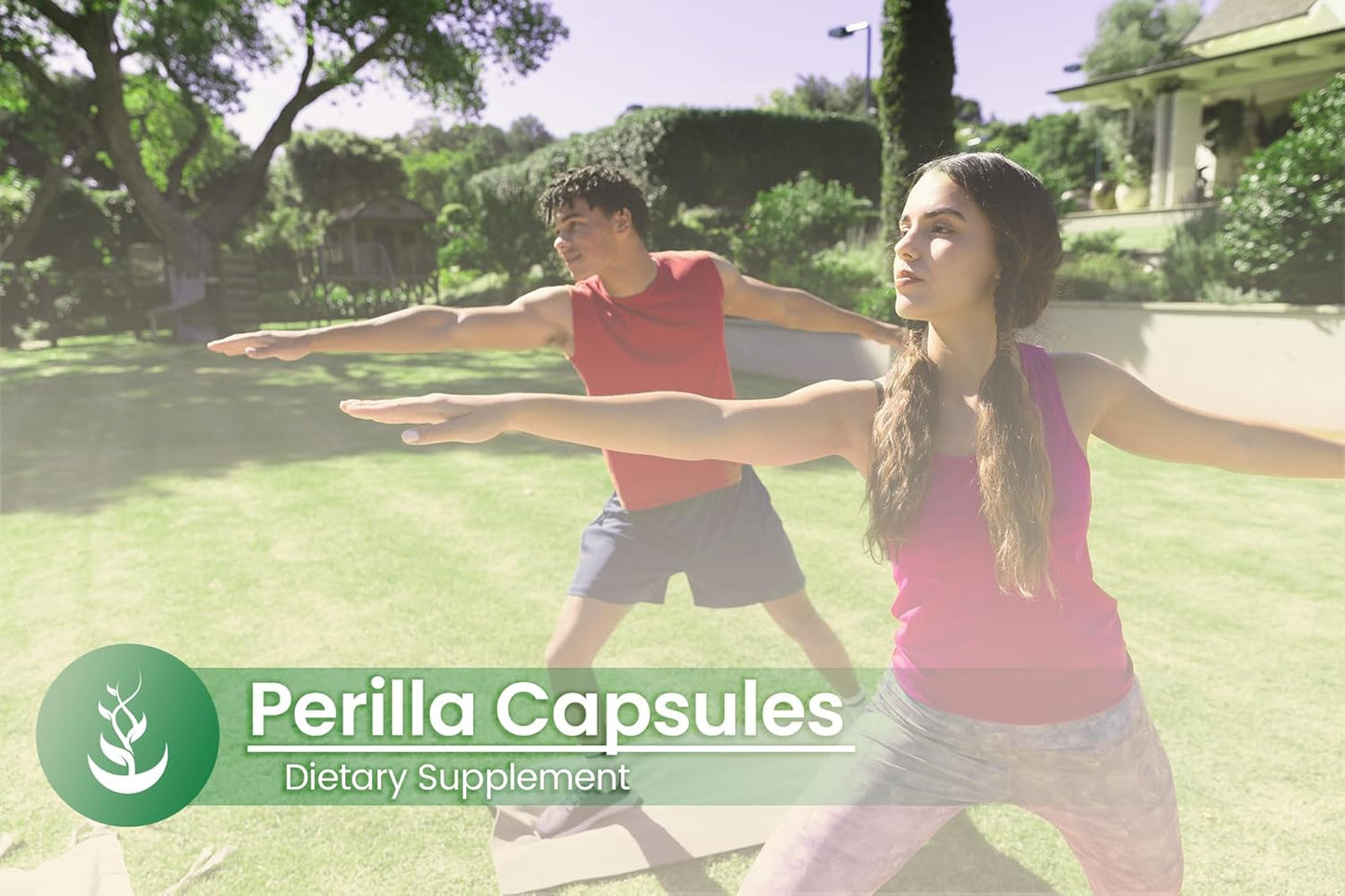 100 Capsules of Pure Perilla Extract - Lab Verified, No Additives or Fillers
