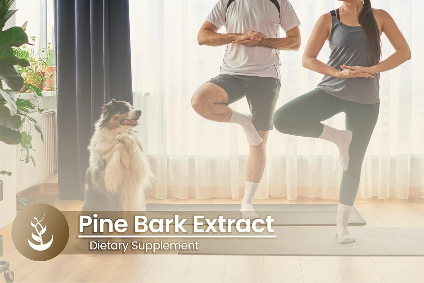 100 Capsules of Pure Pine Bark Extract - Original Ingredients, Lab Verified, No Additives or Fillers