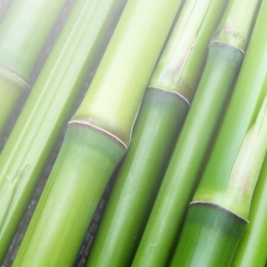 100 Count Pure Bamboo Extract Capsules - Lab Verified, No Additives or Fillers, Always Made with Pure Original Ingredients