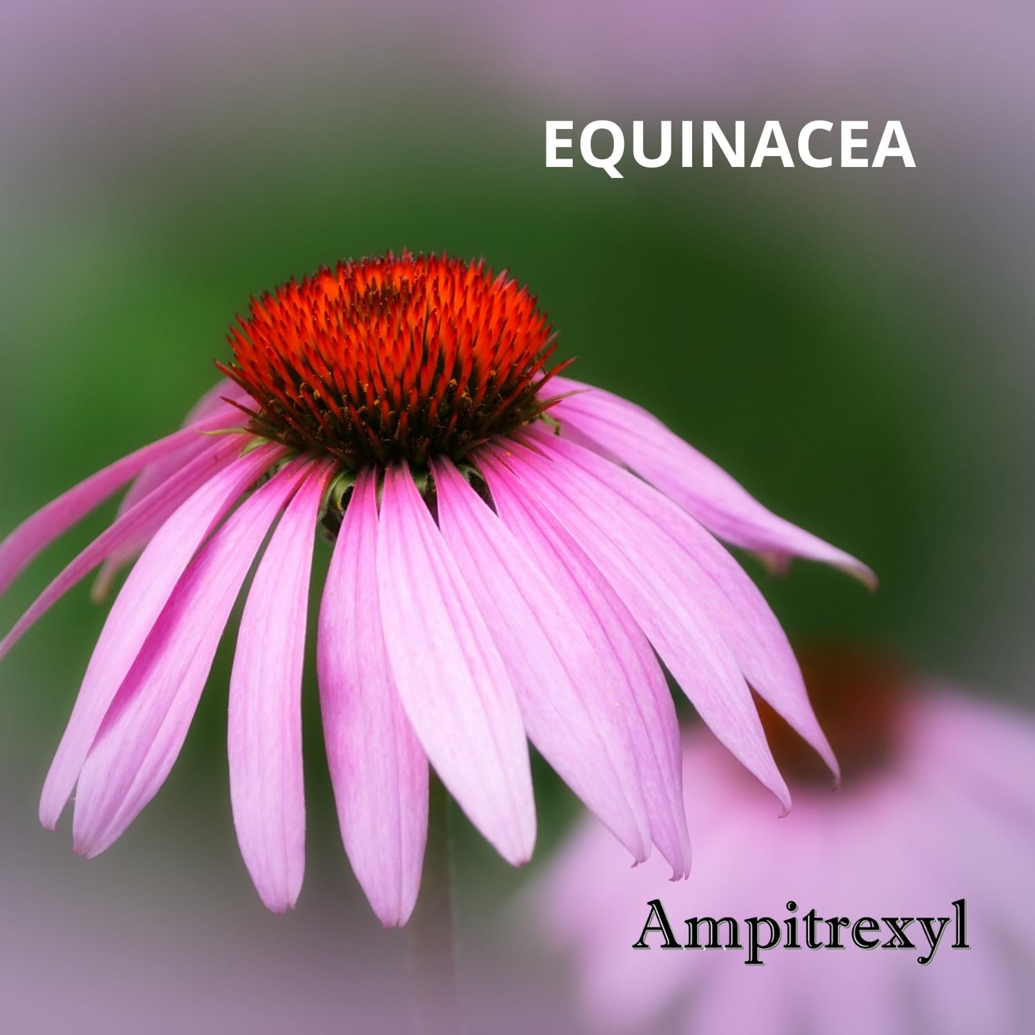 100% Natural Ampitrexyl Plus Antioxidant Capsules - 30 Count, 1000 mg - Herbal Immune Support Supplement - BoostGo Australia