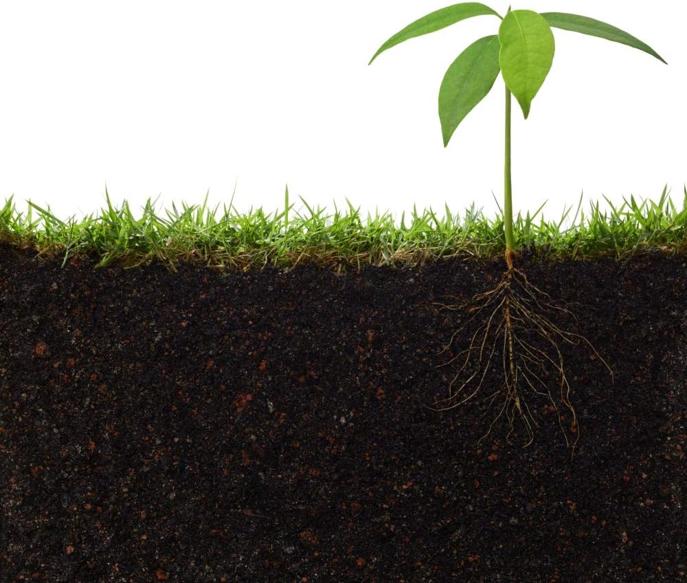 100g Health Embassy Couch Grass Rhizome Herbal Tea - Elymus Repens L