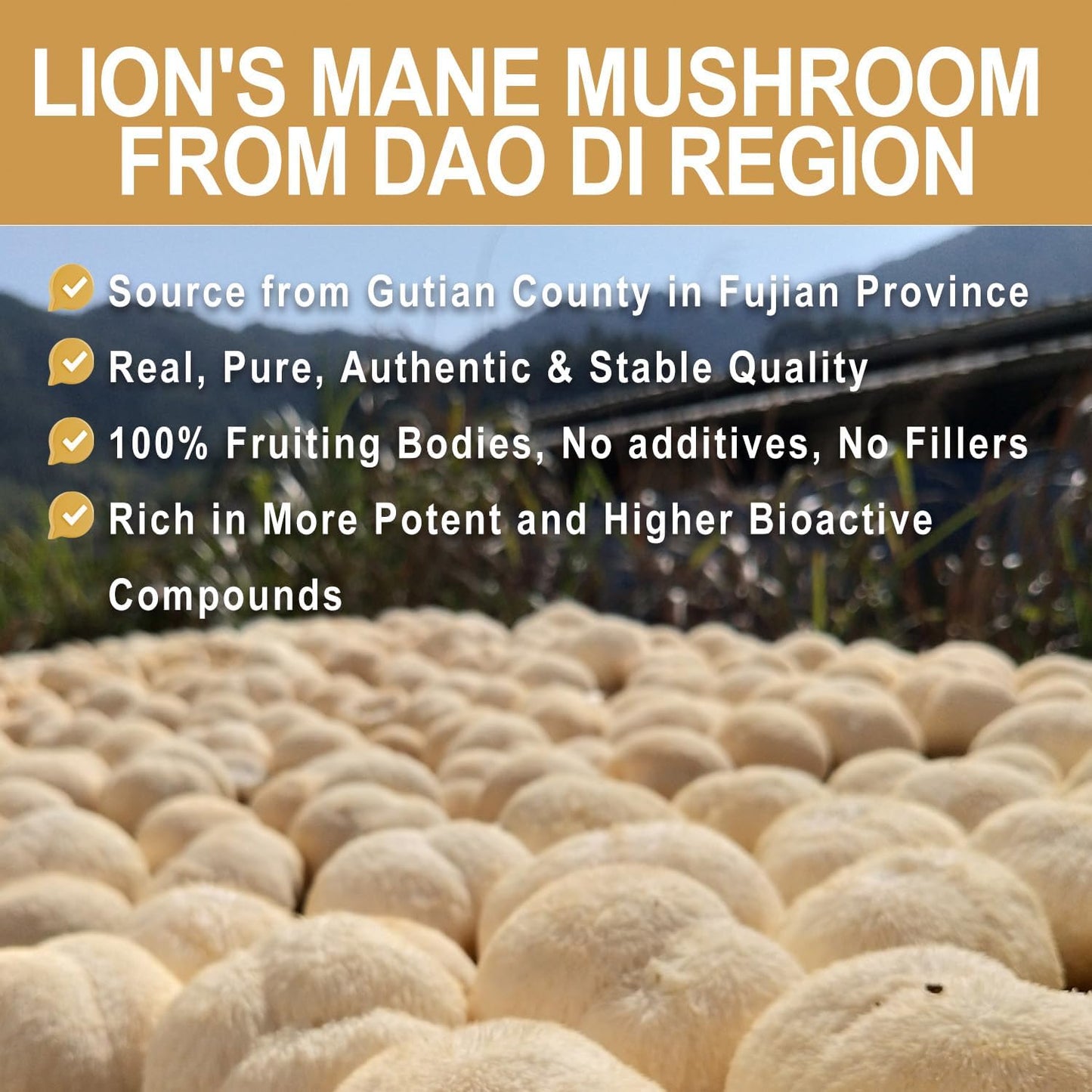 100g QIN SHAN TANG Lion's Mane Mushroom Powder Extract with 30% Beta-glucans - Brain Supplement for Memory and Focus