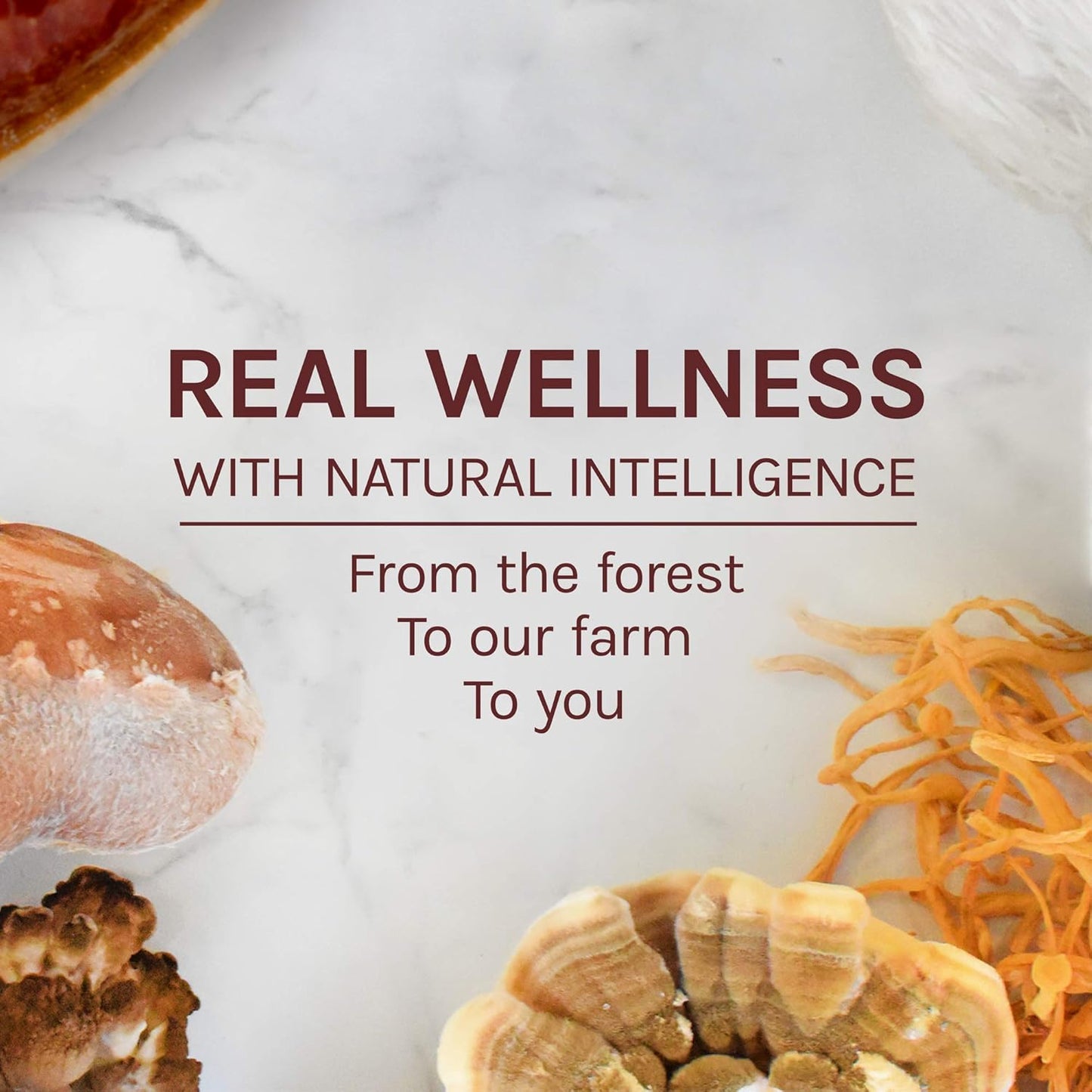 120 CT HOST DEFENSE Maitake Supplement for Cellular Health