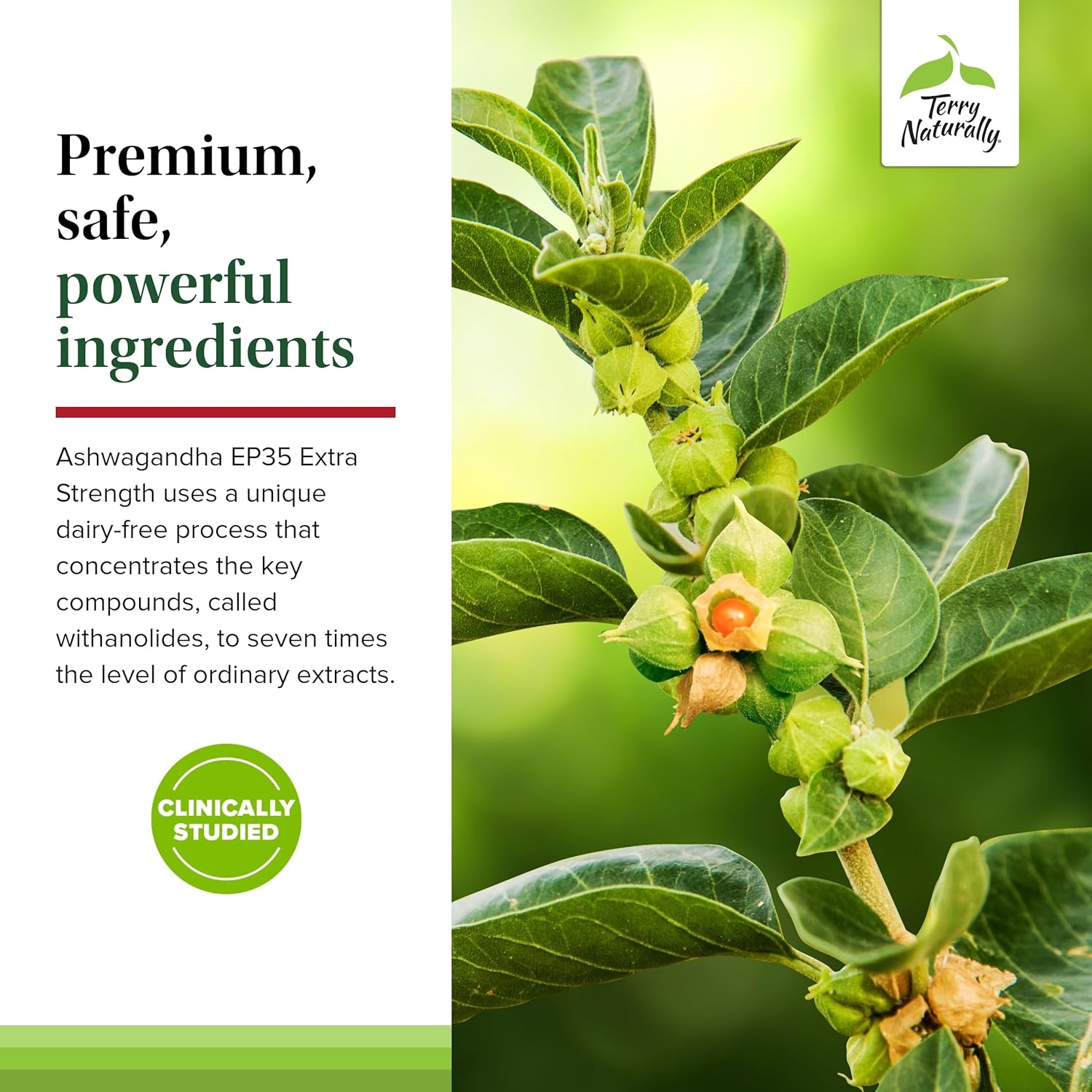 120 Servings of Terry Naturally Ashwagandha EP35 Extra Strength Capsules - Powerful Adaptogen - Non-GMO, Vegan - Pack of 2 - BoostGo Australia