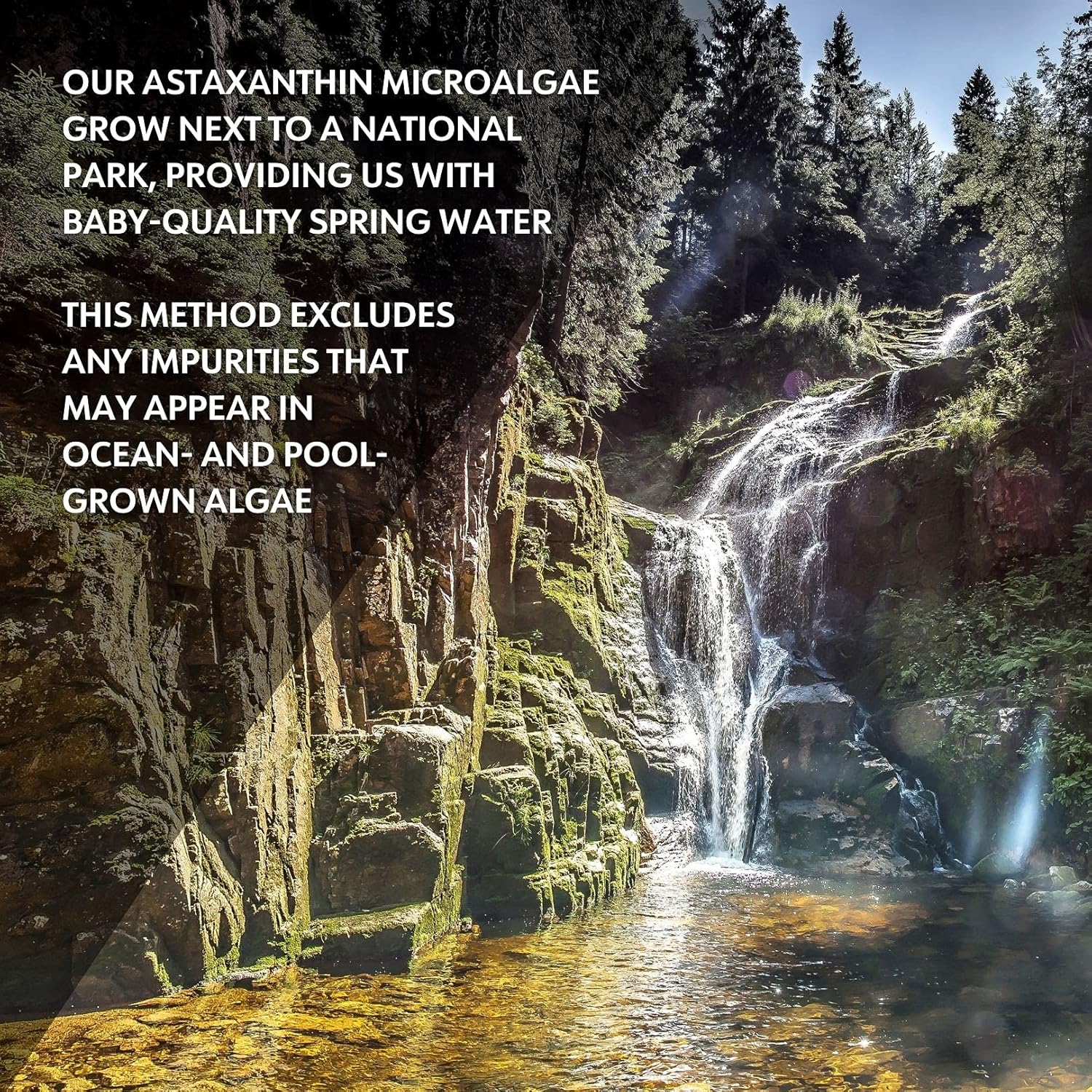 12mg Astaxanthin Supplement - 60-Day Supply - High Antioxidant Strength for Eye, Joint, Skin, Immunity - Organic Microalgae - Non-GMO, Vegan, Sustainable