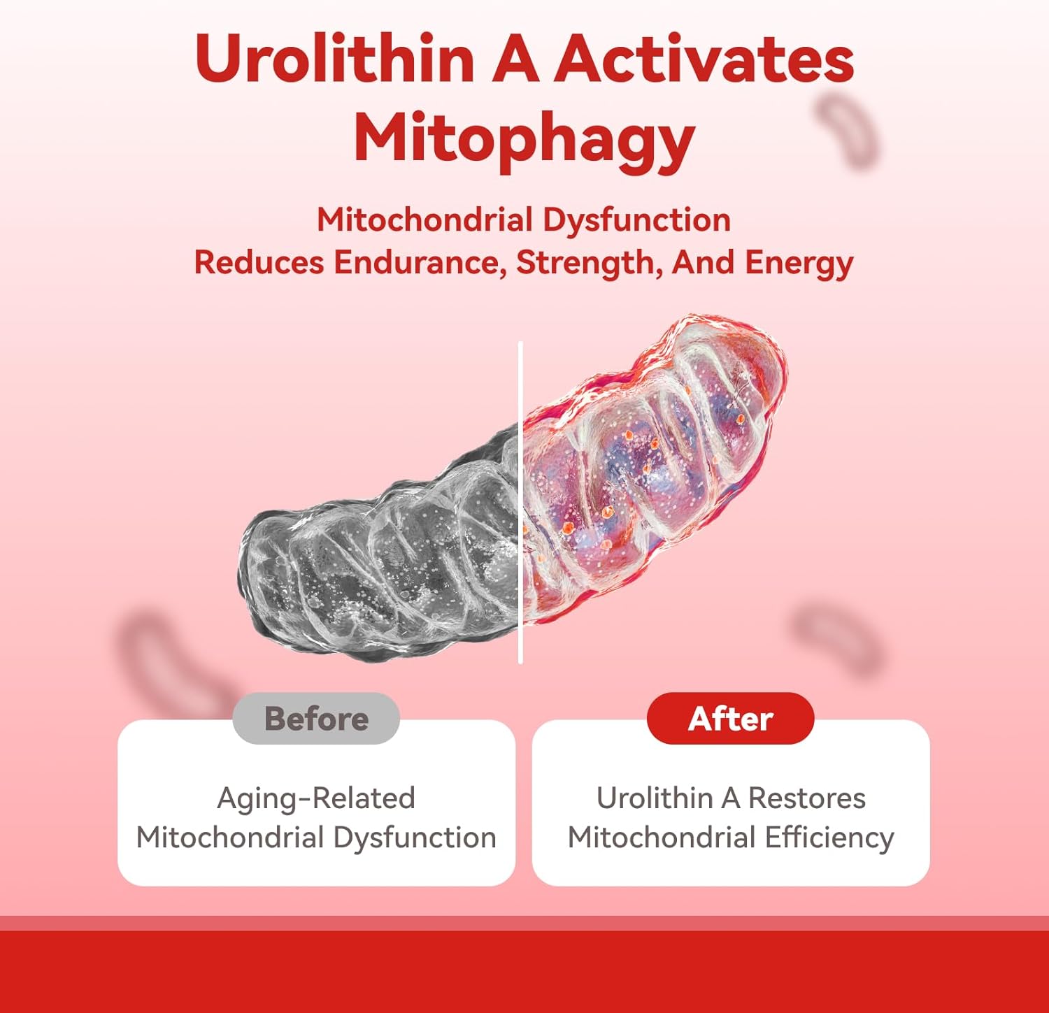 1400 MG Liposomal Urolithin A Supplement for Anti-Aging & Muscle Strength - 50 Count, Non-GMO & Gluten-Free