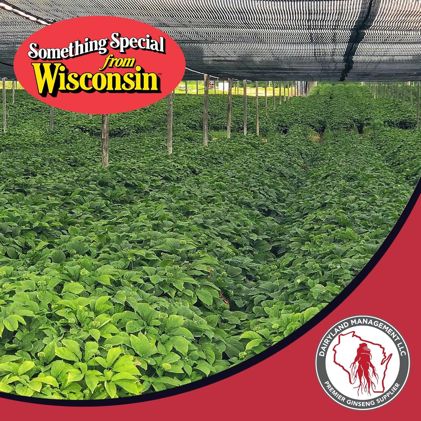 16 oz Pack of Dairyland American Ginseng Slices and Powder - Straight from Wisconsin Farm to You - Dairyland Management LLC