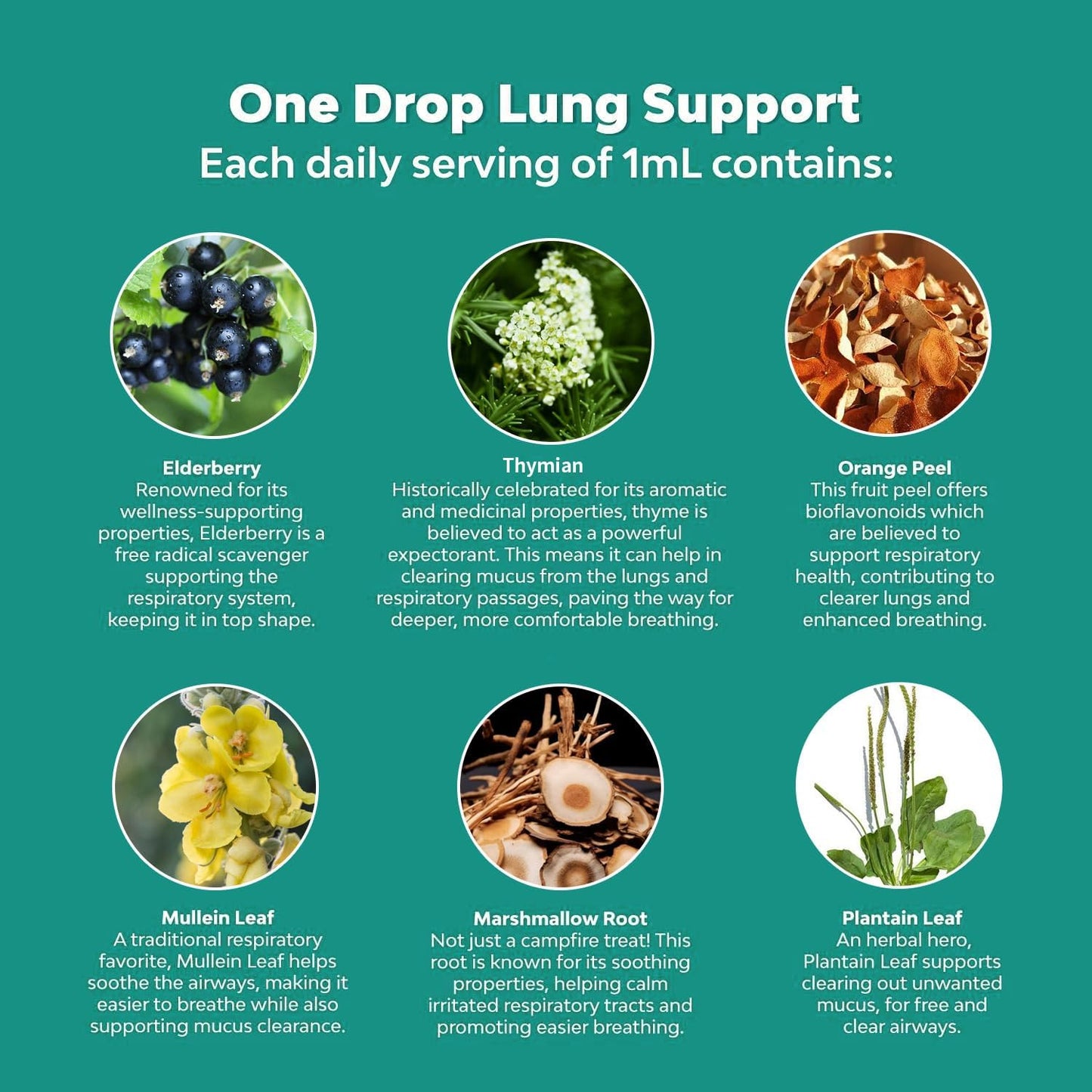 2-Pack Mullein Leaf Extract Drops - Lung Cleanse Support Tincture, Non-GMO & Vegetarian - Respiratory Function for Healthy Breathing