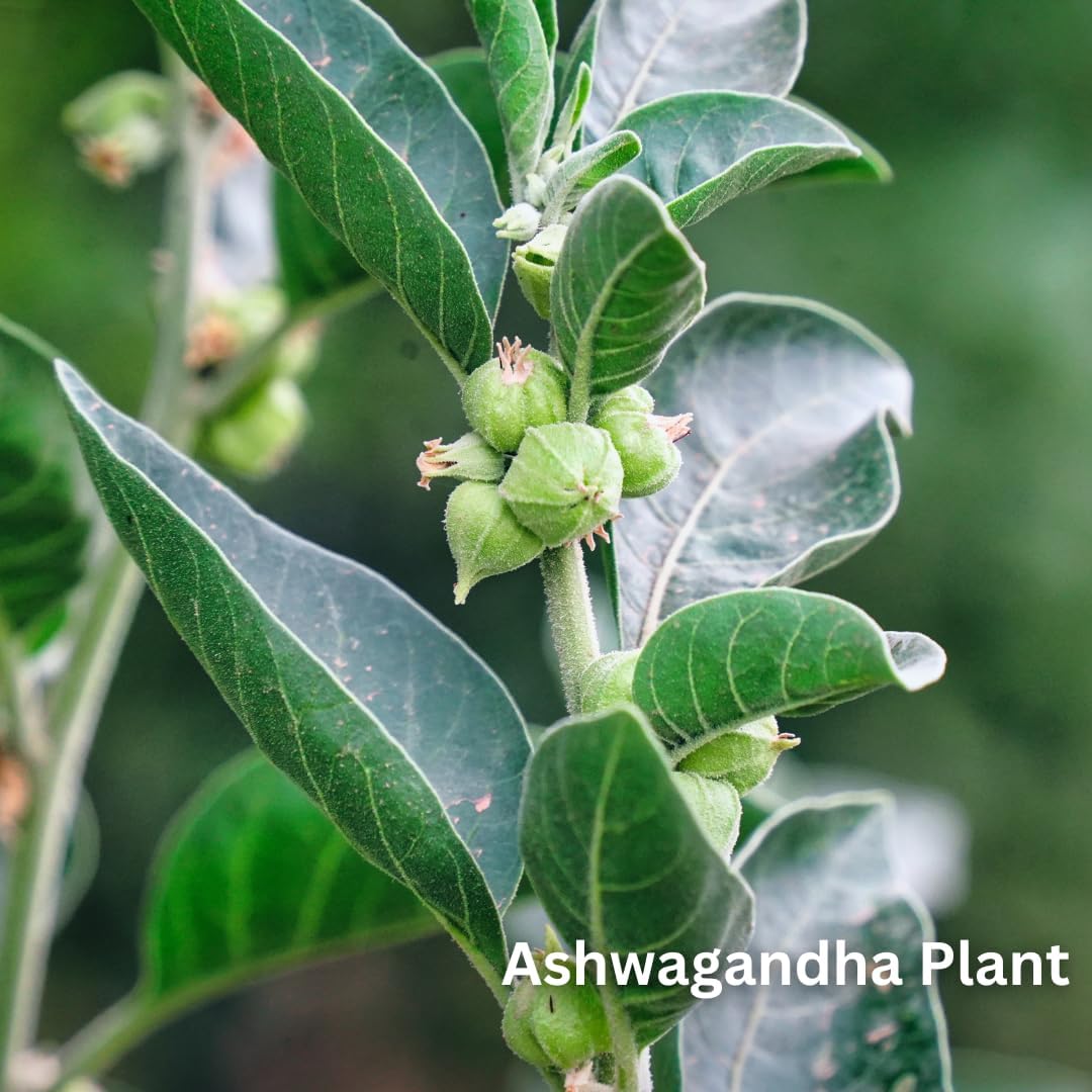 200g Sewanti Organic Ashwagandha Powder - NPN 80113550 for Stress Relief & Immune Support
