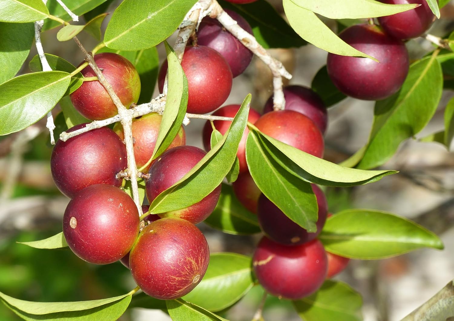 2lbs Organic Camu Camu Powder - Non-GMO, Kosher, Raw, Vegan Superfood for Baking and Drinks