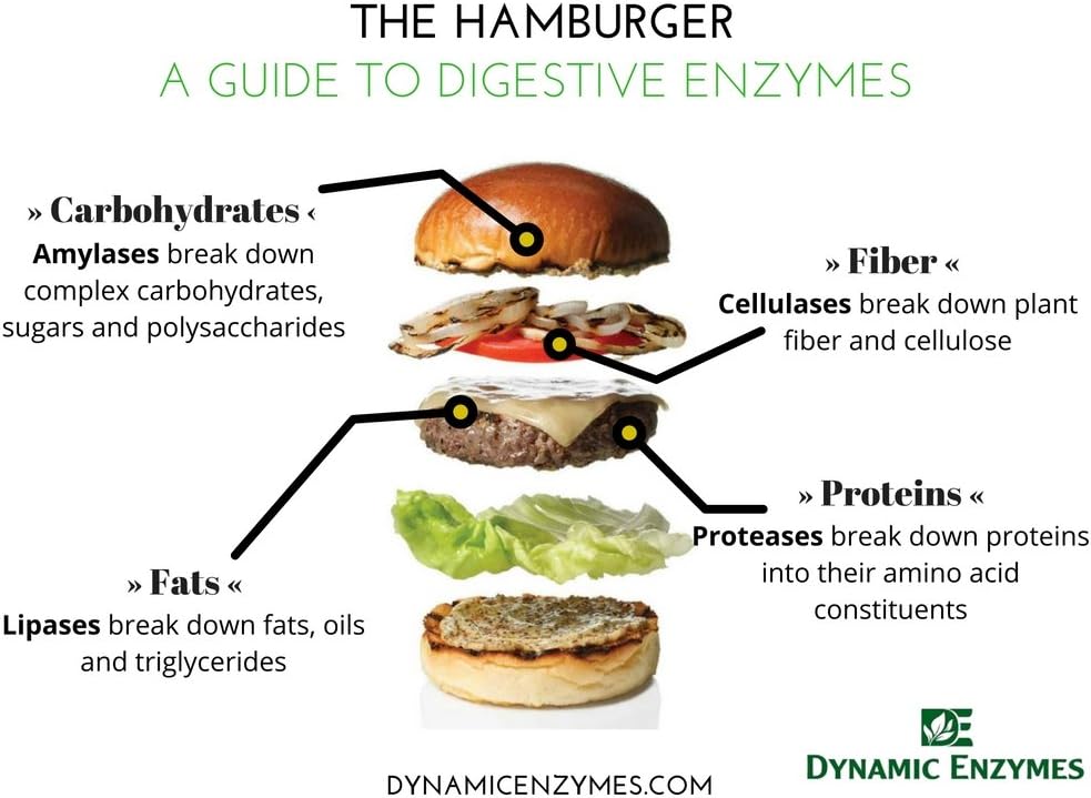 30-Count Dynamic Enzymes Eat E-Z Digestive Enzymes for Gut Health, Anti-Bloating, and Immune Support
