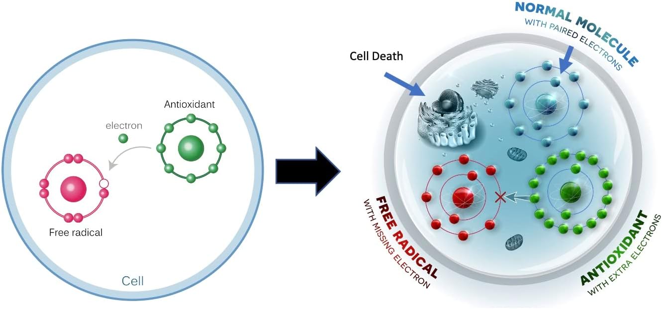 300mg CitriSafe CitriRx Acetyl Glutathione Capsules - USA Made Antioxidant Supplement - 2 Month Supply - High Absorption Formula with Magnesium