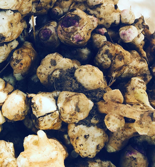 5 Organic Jerusalem Artichoke Tubers for Planting or Eating - Sunchokes, Sunroot - Helianthus Tuberosus by Smoke Camp Crafts