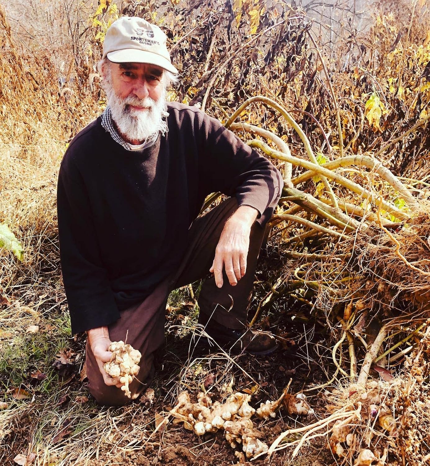 5 Organic Jerusalem Artichoke Tubers for Planting or Eating - Sunchokes, Sunroot - Helianthus Tuberosus by Smoke Camp Crafts