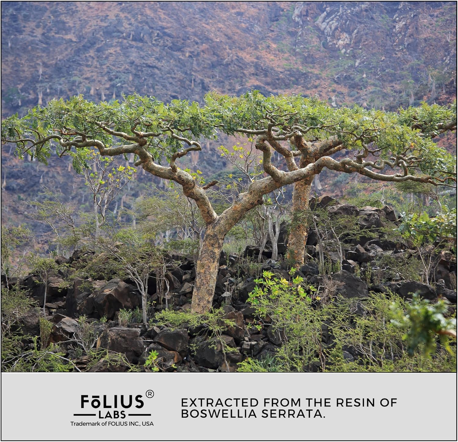 500mg Boswellia Serrata Extract Capsules - Supports Healthy Joints, Muscles - High in Boswellic Acids - 60 Capsules