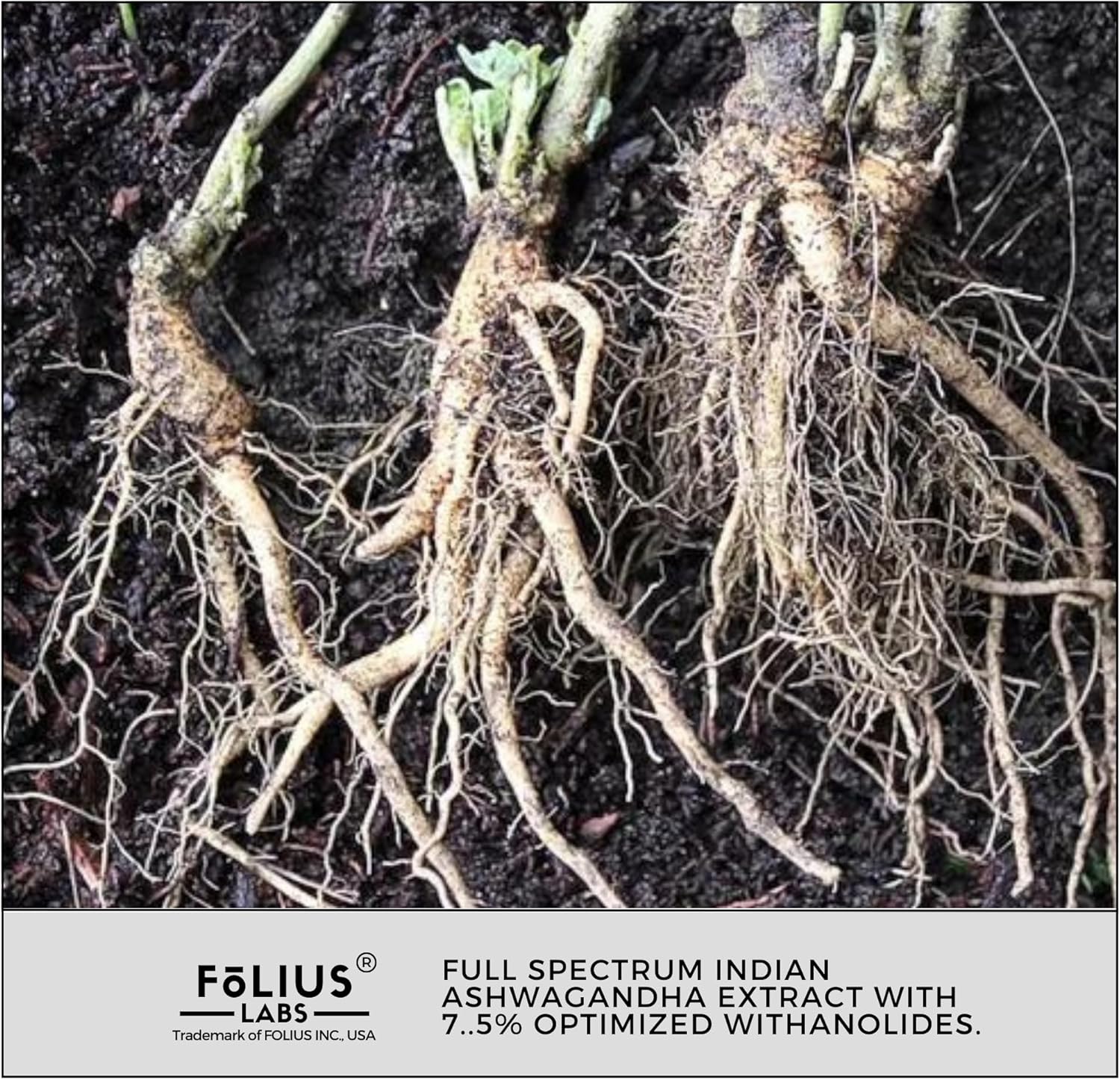 500mg Full Spectrum Ashwagandha Root Extract Capsules - Stress Relief & Energy Support Supplement - Natural Mood Booster - 120 Count