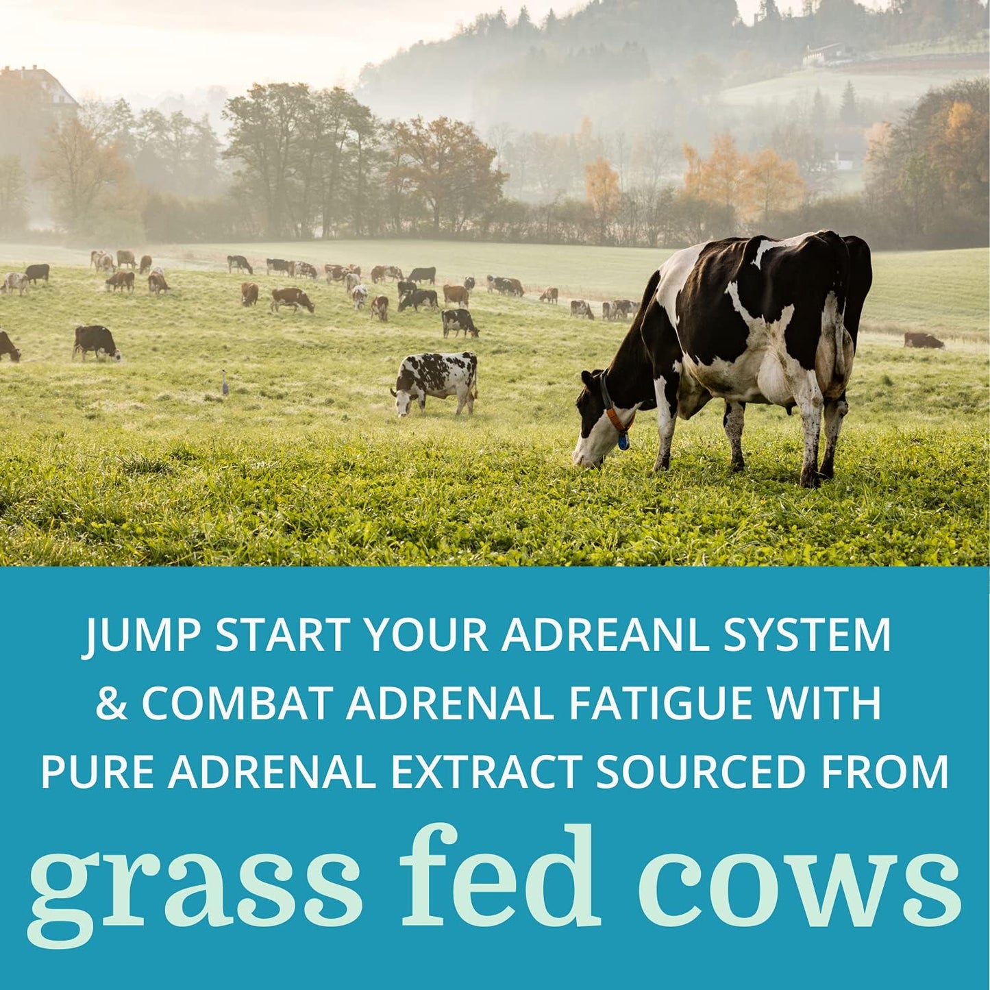 6 Pack Morter HealthSystem Adrenergy: Natural Adrenal Support with Adaptogens & Minerals