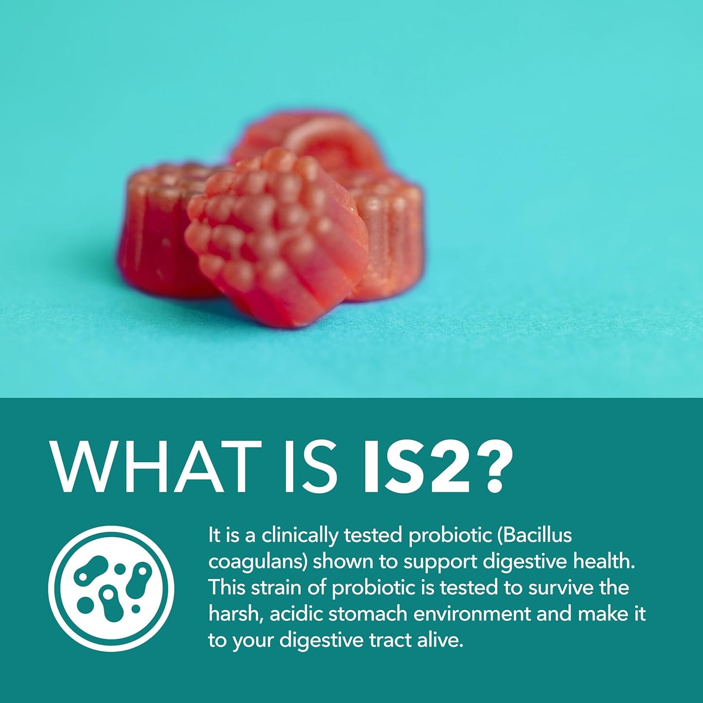 60-Count Havasu Nutrition Probiotic Gummies with 1 Billion CFU Bacillus Coagulans for Gut Health - Non-GMO, Gluten-Free, Vegetarian - Mixed Berry Flavor - 2 Month Supply