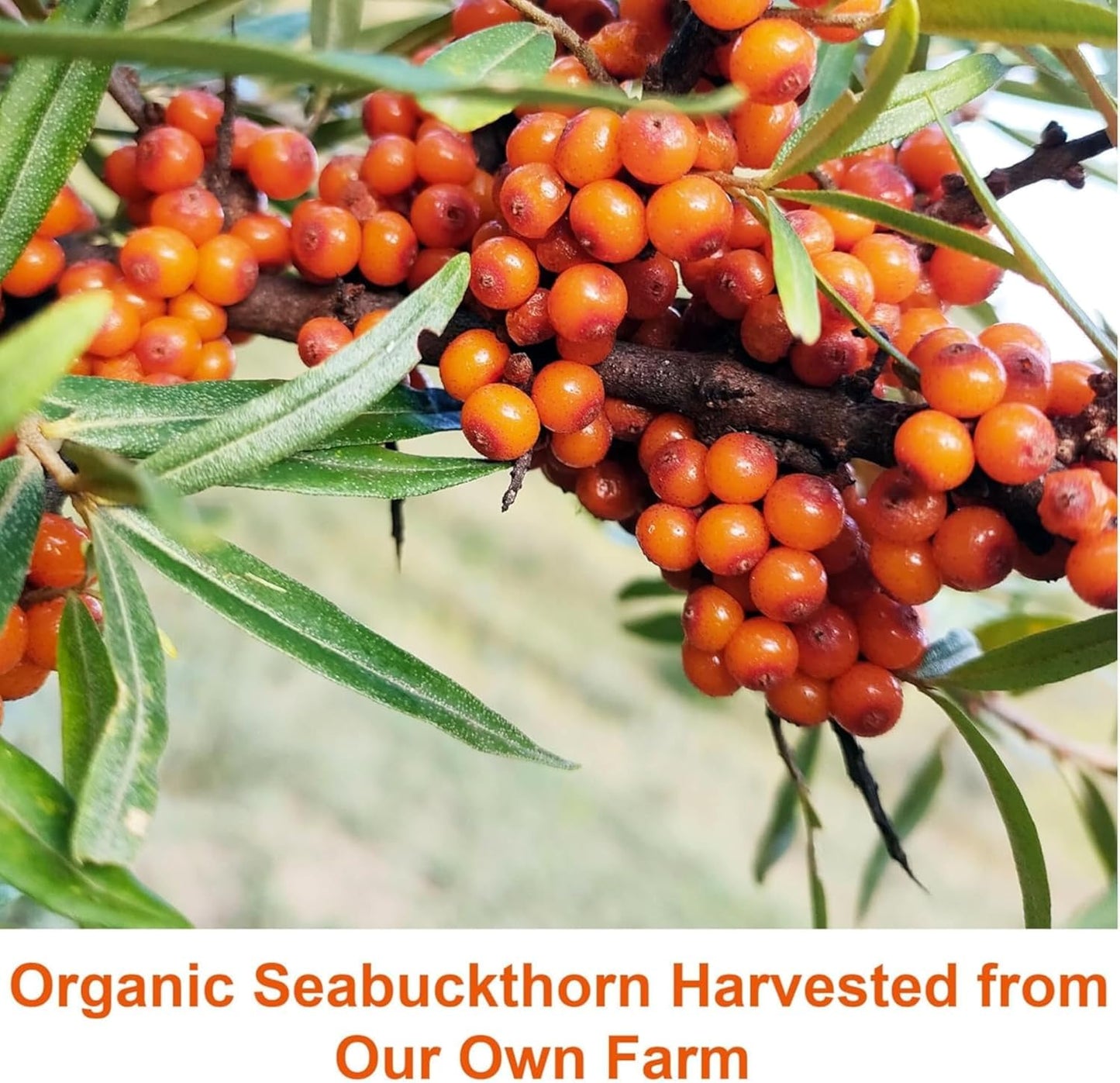 60-Softgel Sea Buckthorn Oil Blend with Omega-7 Complete - 500mg Softgels