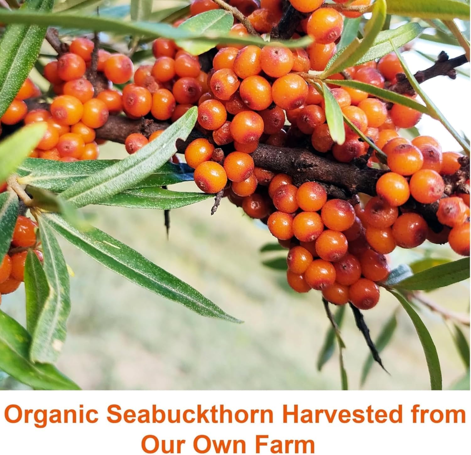 60-Softgel Sea Buckthorn Oil Blend with Omega-7 Complete - 500mg Softgels