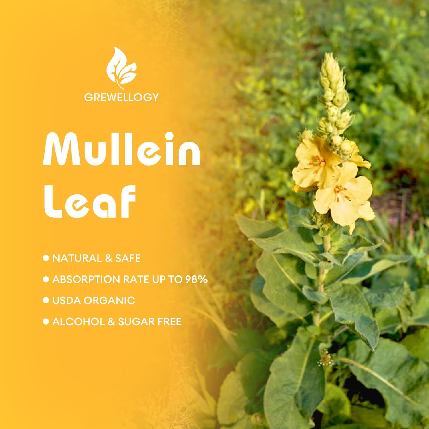 7-in-1 1500mg Mullein Leaf Liquid Extract Drops for Lung Cleanse and Respiratory Support, 2 Fl Oz - Smokers Lung Detox Formula