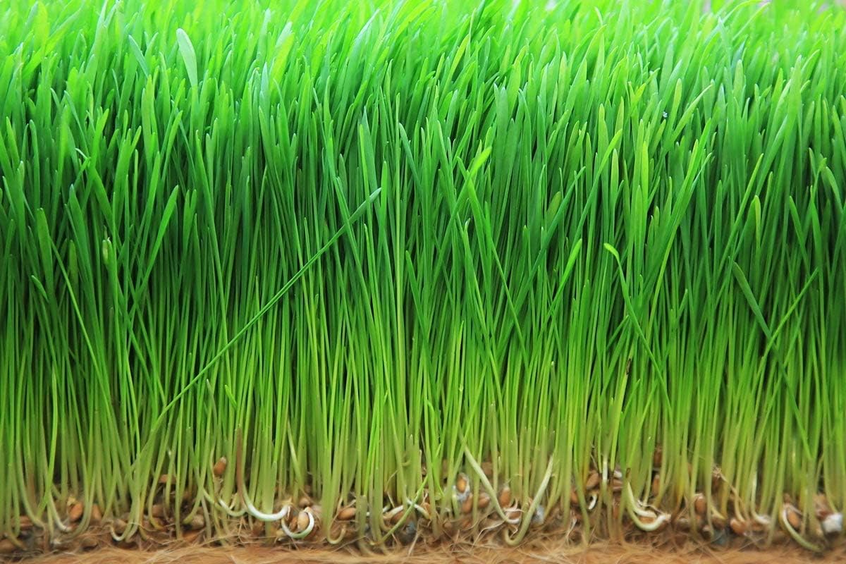 8lb Organic Wheatgrass Powder - Non-GMO, Raw, Vegan Superfood with Fiber, Chlorophyll, Fatty Acids - Bulk Size for Juicing
