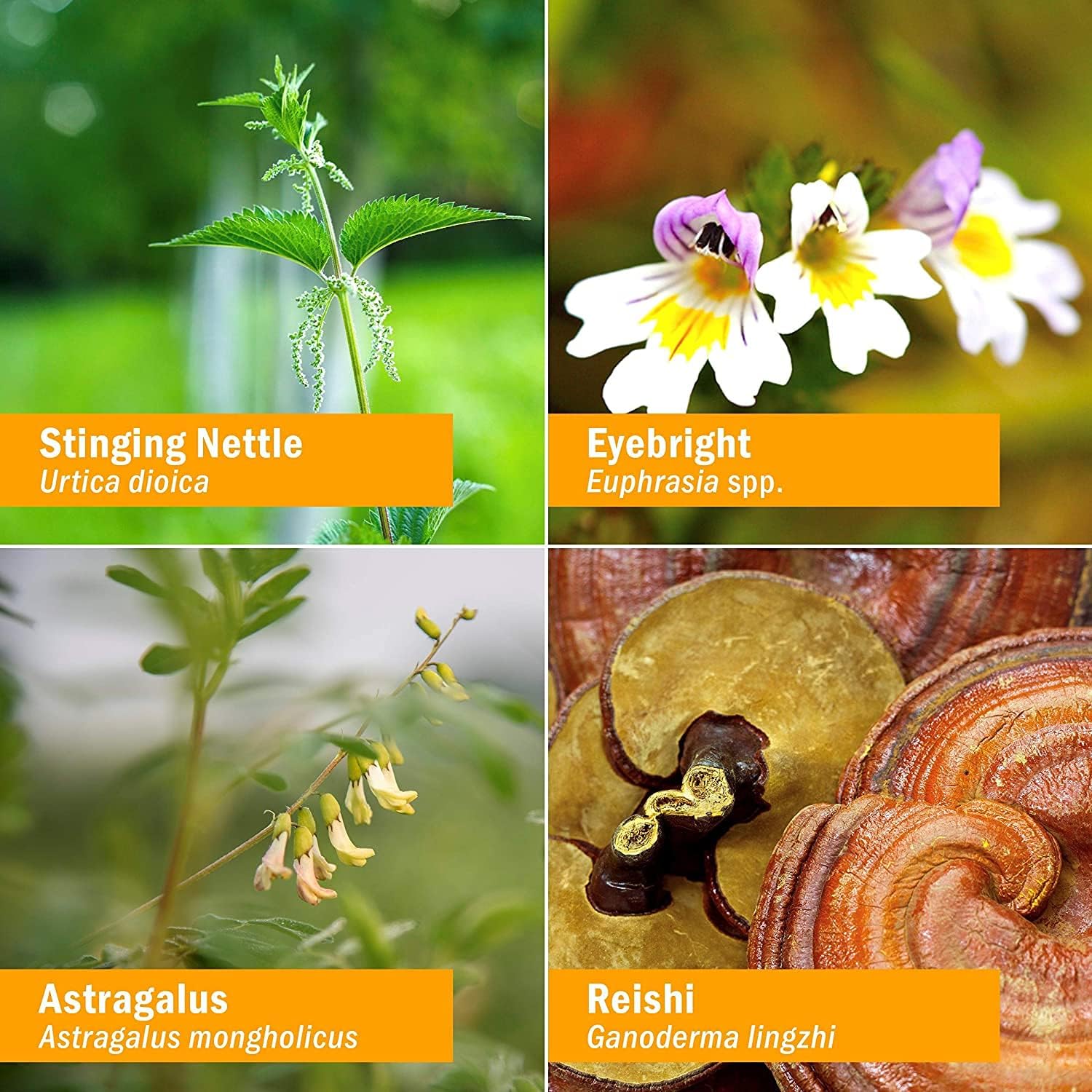 Alcohol-Free Organic Kids Sinus Samurai Liquid Herbal Formula by Herb Pharm - 1 Fl Oz - BoostGo Australia