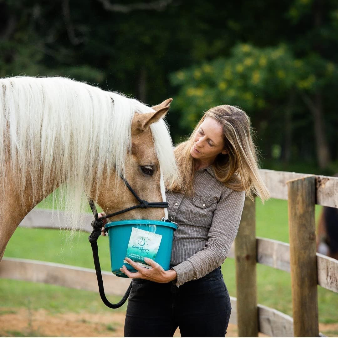 All-Natural Gallagher's Equine Hydration Treat Powder Mix for Horses - Encourages Water Consumption, FEI Compliant, 120 Pack