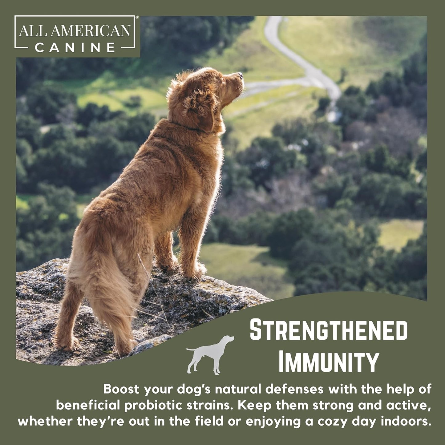 American Canine Probiotic Blend for Digestive Health & Immune Support - Prevents Diarrhea, Constipation, Inflammation - 90 Servings
