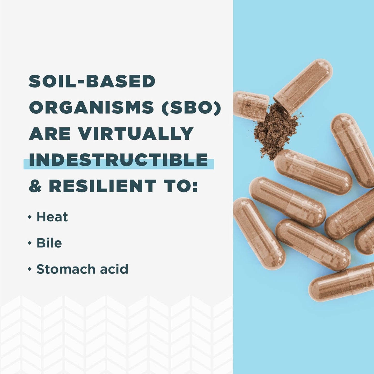 Ancient Nutrition SBO Probiotics for Women - 60 Ct, Digestive & Immune Support, Bloating Relief, Gluten-Free, Superfoods Blend - 25 Billion CFUs