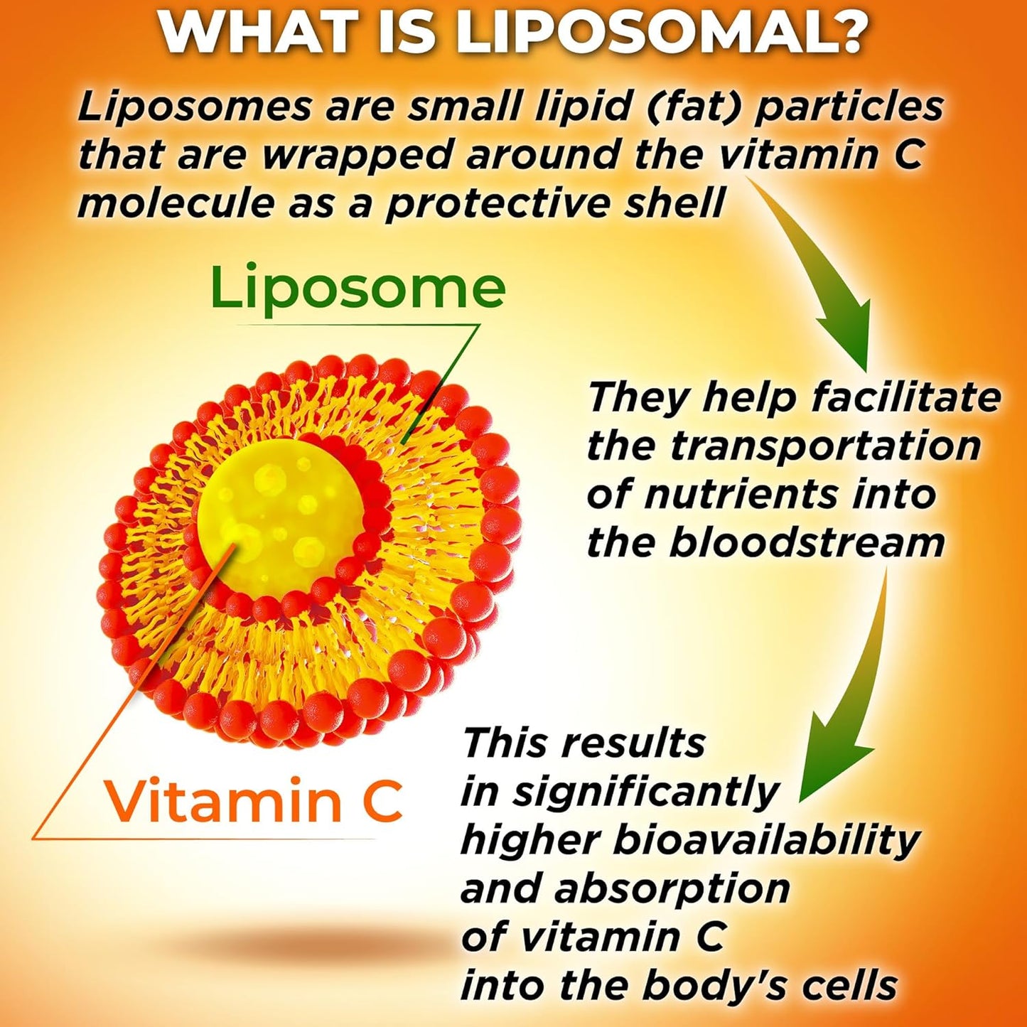 Antioxidant Bundle: Liposomal Glutathione 500mg, Vitamin C 1500mg, Quercetin with Bromelain & Zinc - Organic Whole Food Supplement Studio