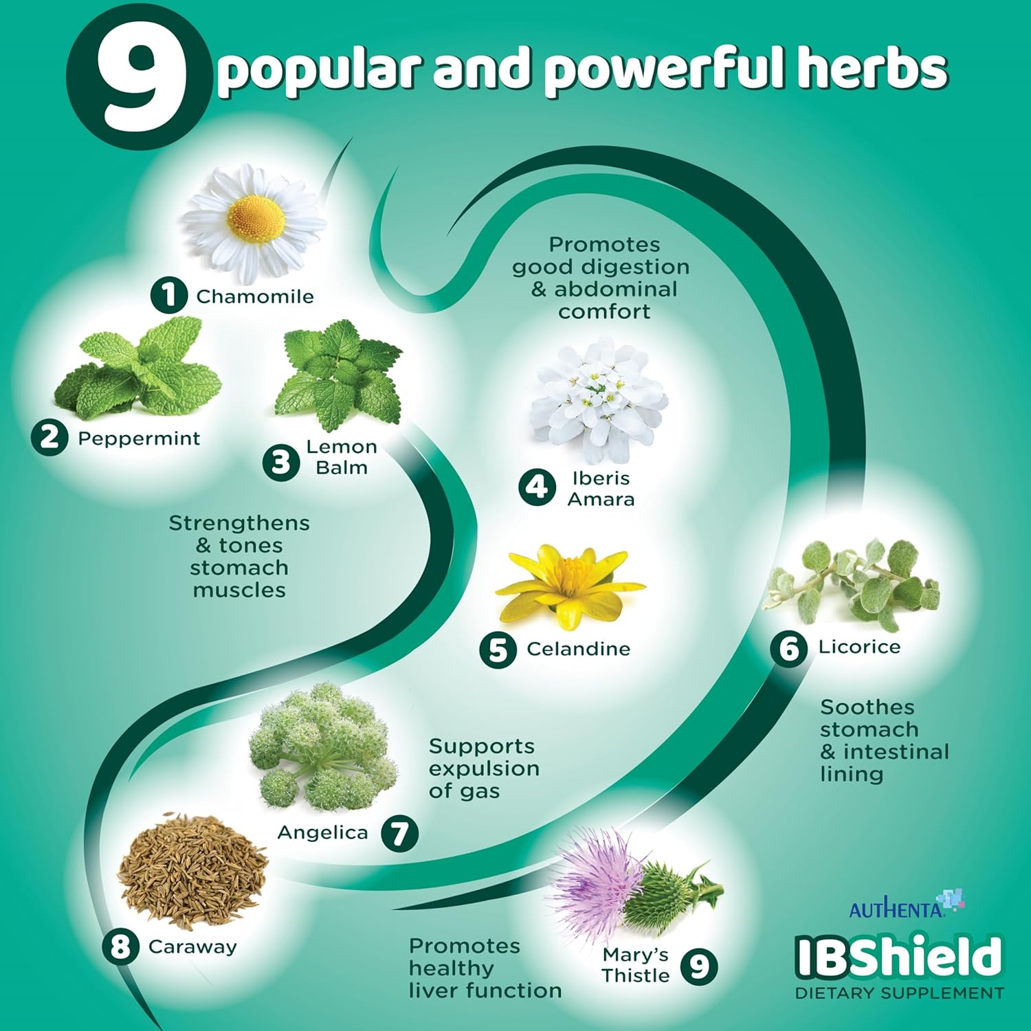 AUTHENTA IBShield Tincture 100ml | 9-Herb Formula for Gastrointestinal Health | Iberis Amara, Peppermint, Chamomile, Lemon Balm, Caraway, Licorice, Angelica, Celandine, Mary’s Thistle