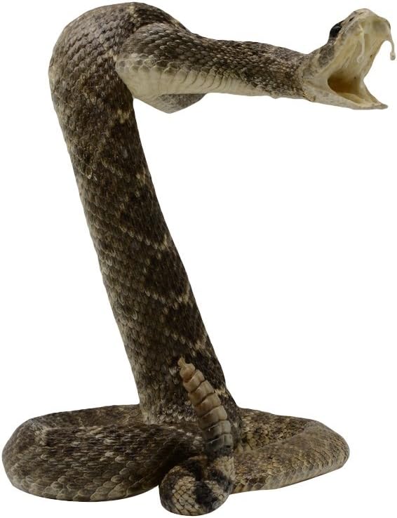 Authentic Taxidermy Mounted Eastern Diamondback Rattlesnake - Treasure Gurus