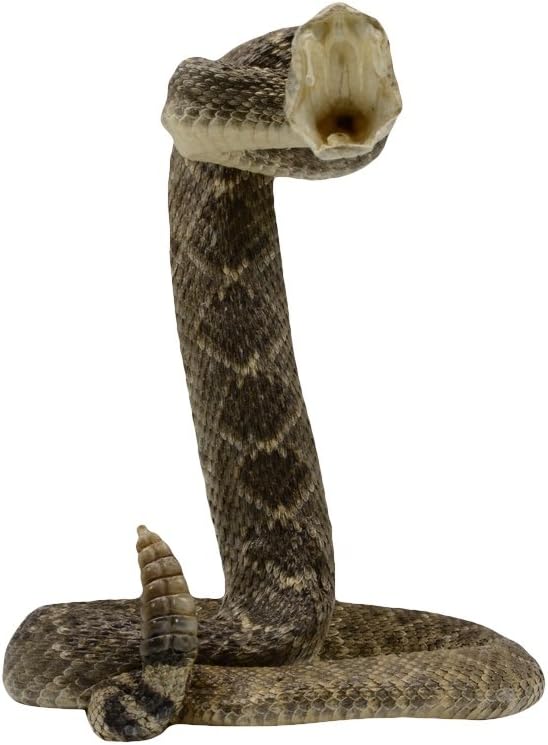 Authentic Taxidermy Mounted Eastern Diamondback Rattlesnake - Treasure Gurus