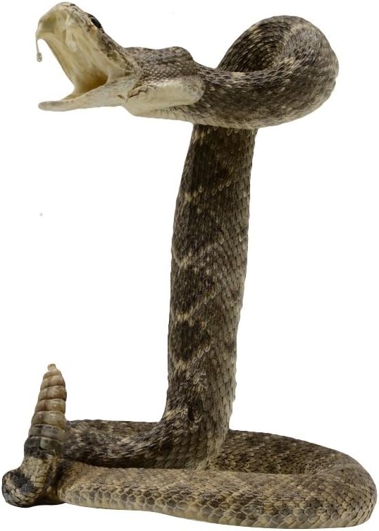 Authentic Taxidermy Mounted Eastern Diamondback Rattlesnake - Treasure Gurus