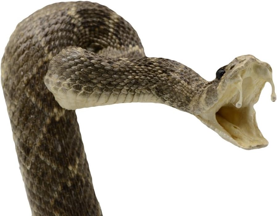 Authentic Taxidermy Mounted Eastern Diamondback Rattlesnake - Treasure Gurus