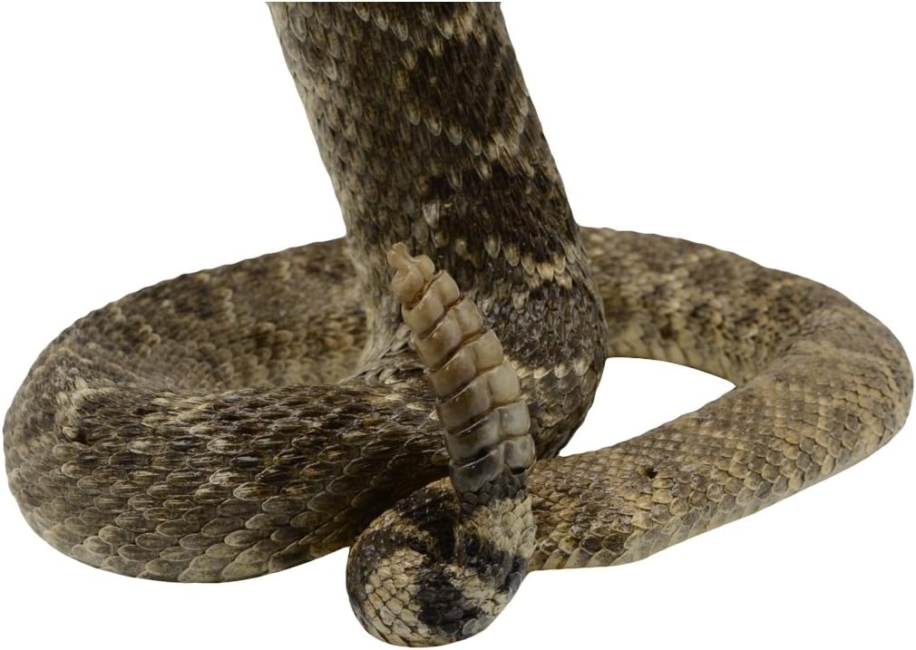 Authentic Taxidermy Mounted Eastern Diamondback Rattlesnake - Treasure Gurus
