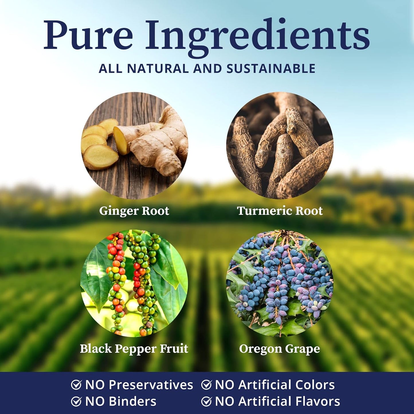 BioPure CurcuSyn Capsules - Turmeric, Ginger, Black Pepper & Grape Curcumin Supplement for Microbiome, GI, Immune System, Liver Health & Wellness