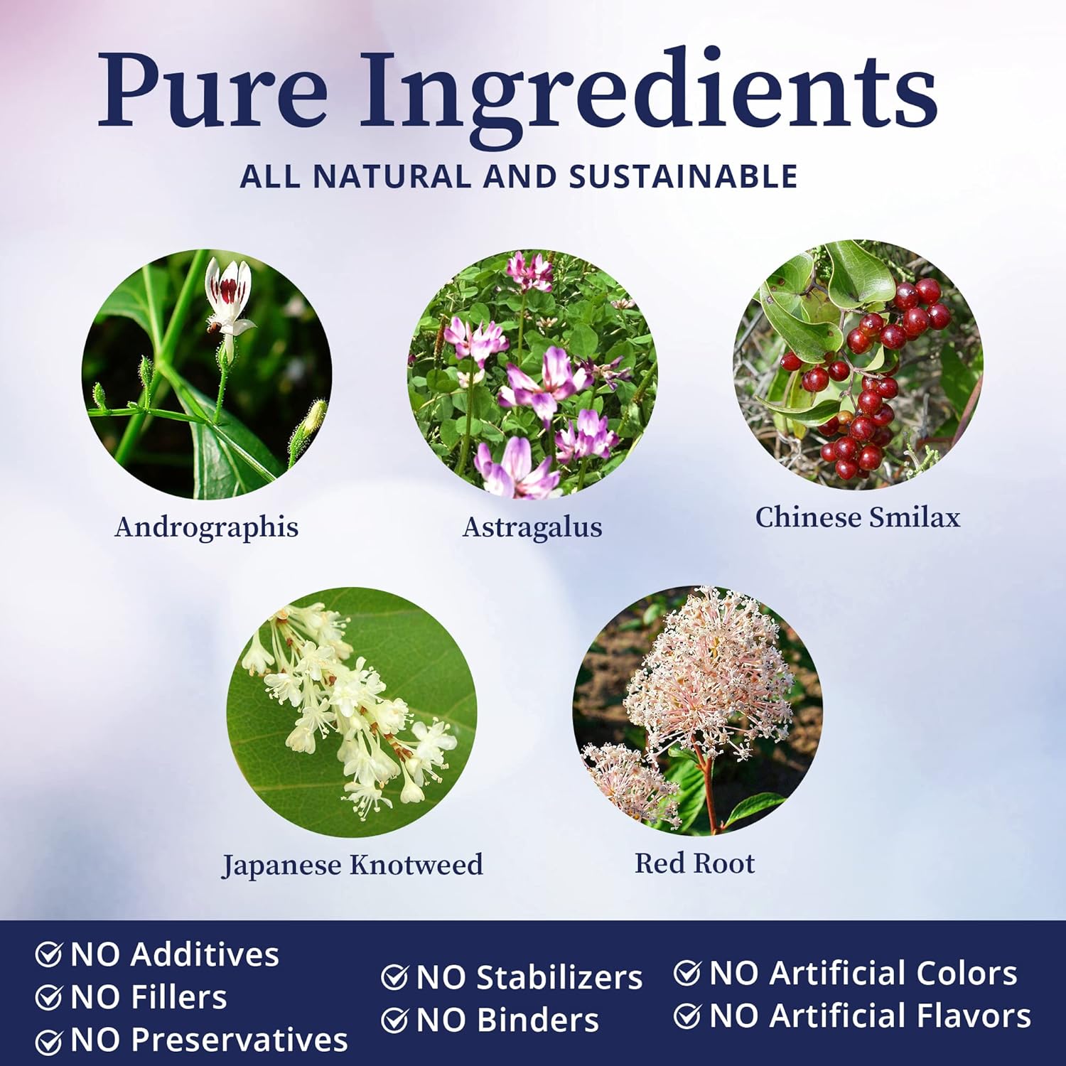 BioPure Quintessence Herbal Tincture - Immune & Lymphatic Support with Astragalus & Japanese Knotweed - 4 fl oz