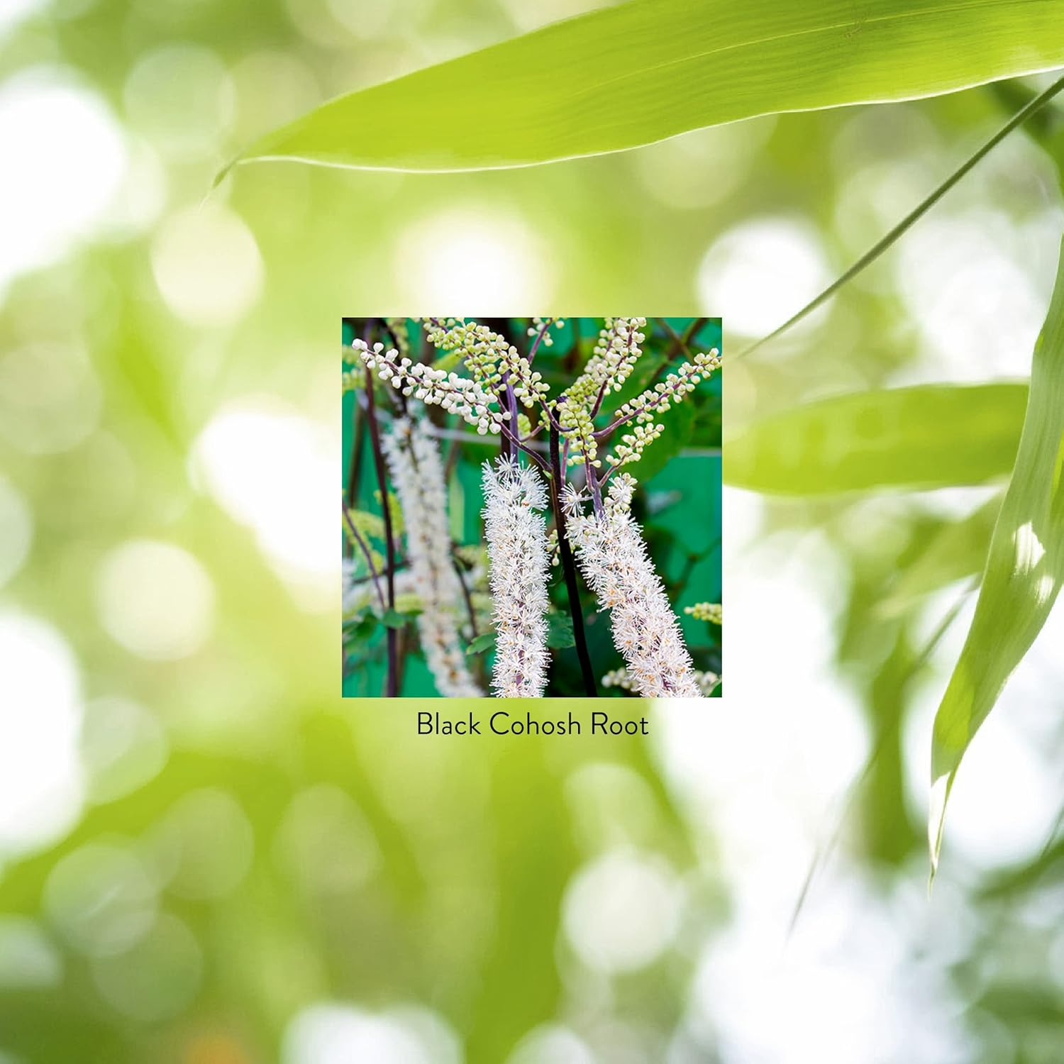 Black Cohosh Capsules - Supports Female Glandular System, Promotes Reproductive Health & Balanced Hormones - 100 Capsules