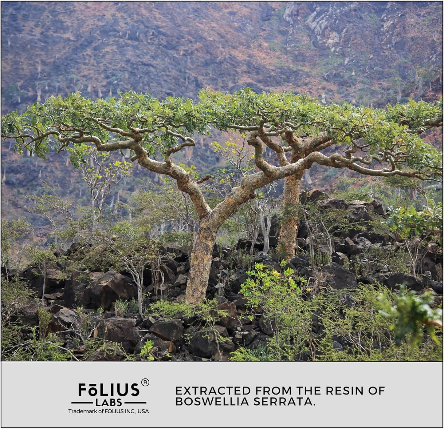 Boswellia Serrata Extract Supplement 500mg - Joint & Muscle Relief - 65% Boswellic Acids - 120 Capsules