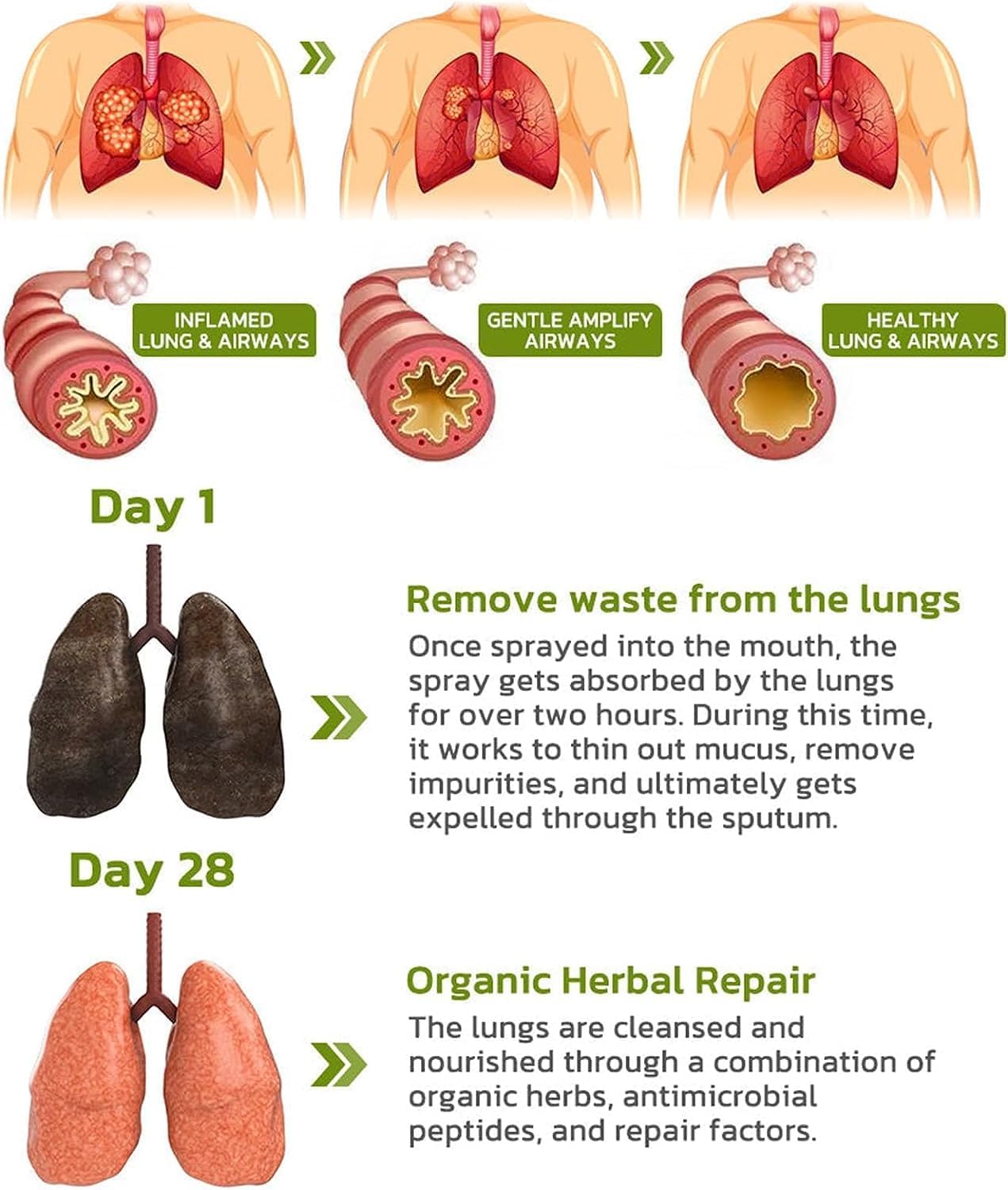 BreathDetox Herbal Lung Cleanse Spray - Powerful Lung Support (4 Pack)