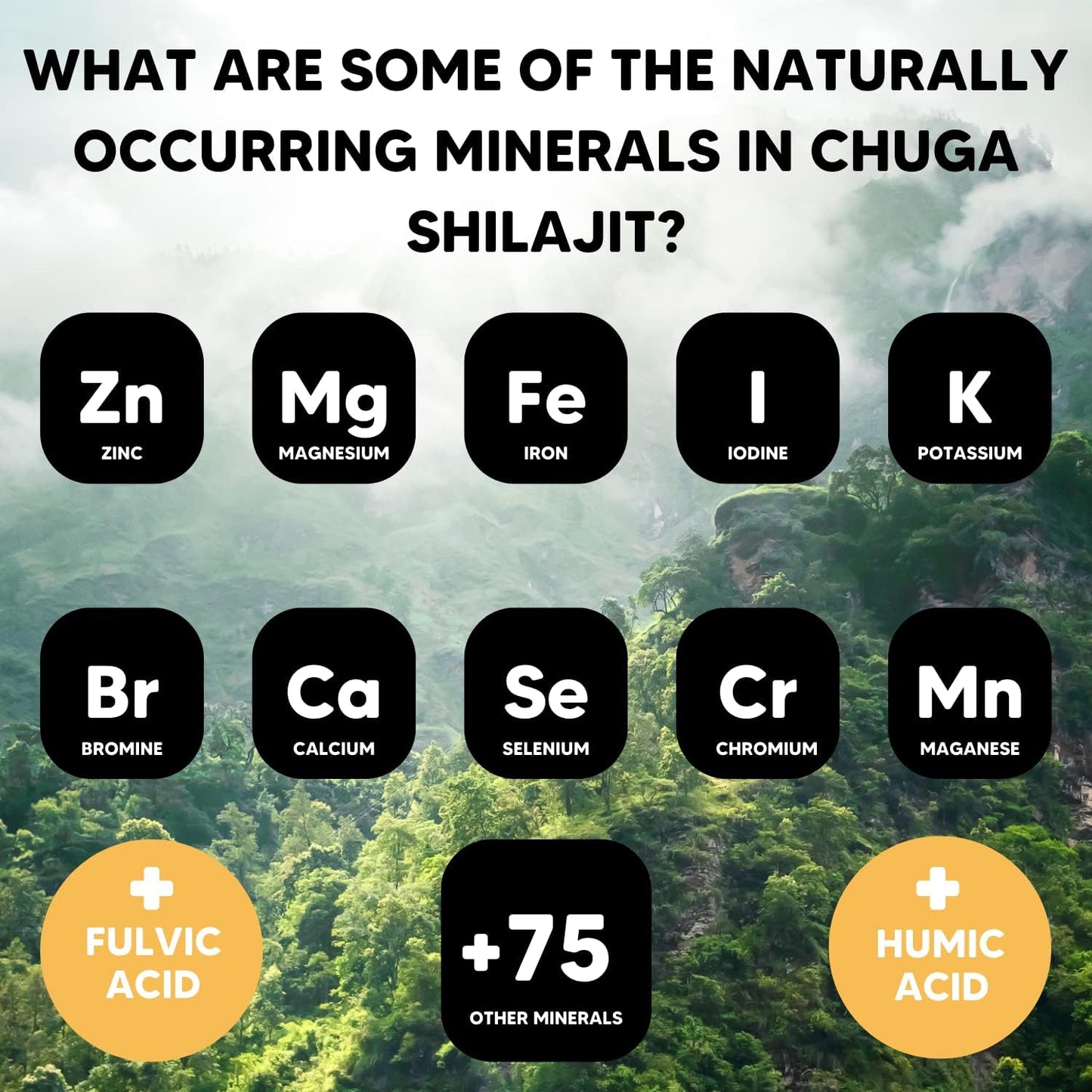 Bulk Pack of 12 Chuga Shilajit Pure Himalayan Resin - Grade A Quality with 150 Servings per 30g Jar - Naturally Sourced